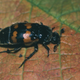 Striped burying beetle on leaf